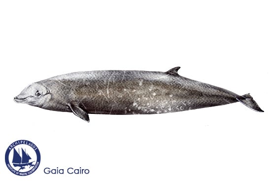 Cuvier's beaked whale copy