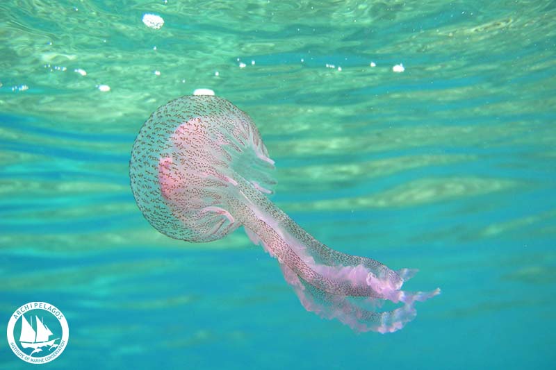 Pelagia noctiluca_Luminescent Jellyfish