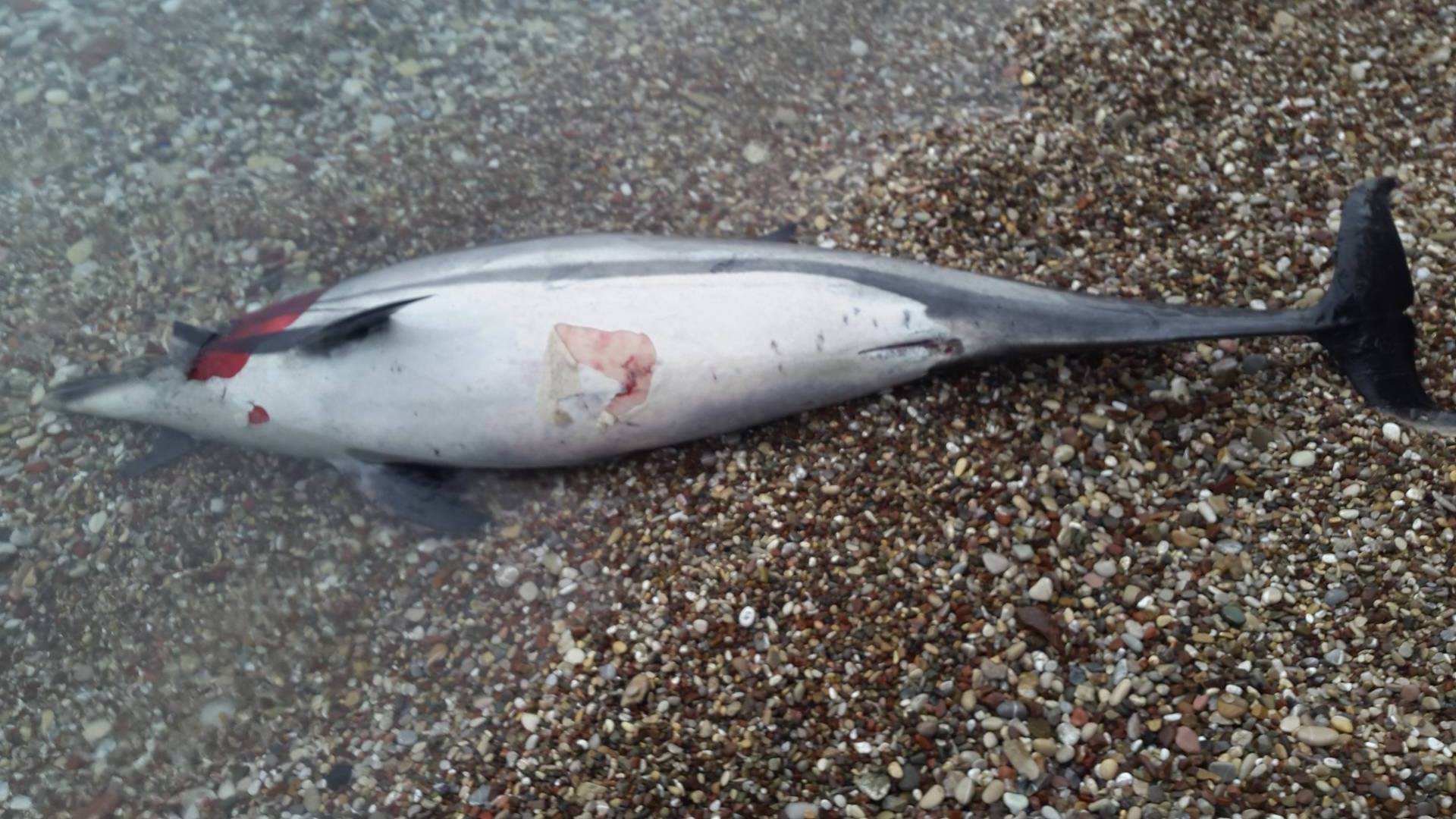 Numerous killings of rare marine animals occur - Archipelagos