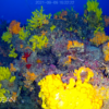 Κοραλλιγενείς Οικότοποι: Επιτακτική Ανάγκη Άμεσης Προστασίας