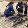 Stranding of three striped dolphins in the NE Aegean