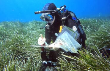 collecting samples of Posidonia oceanica and Halophila stipulacea seagrass