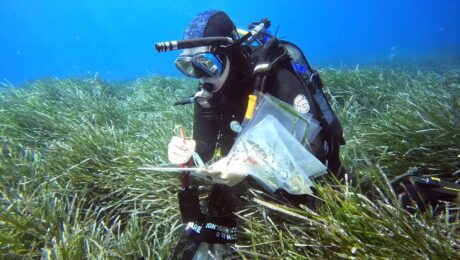 collecting samples of Posidonia oceanica and Halophila stipulacea seagrass