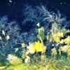 Underwater Forests of Black Corals at 100m depth